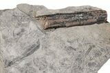 Pennsylvanian Flora Fossil Plate - Kentucky #214235-1